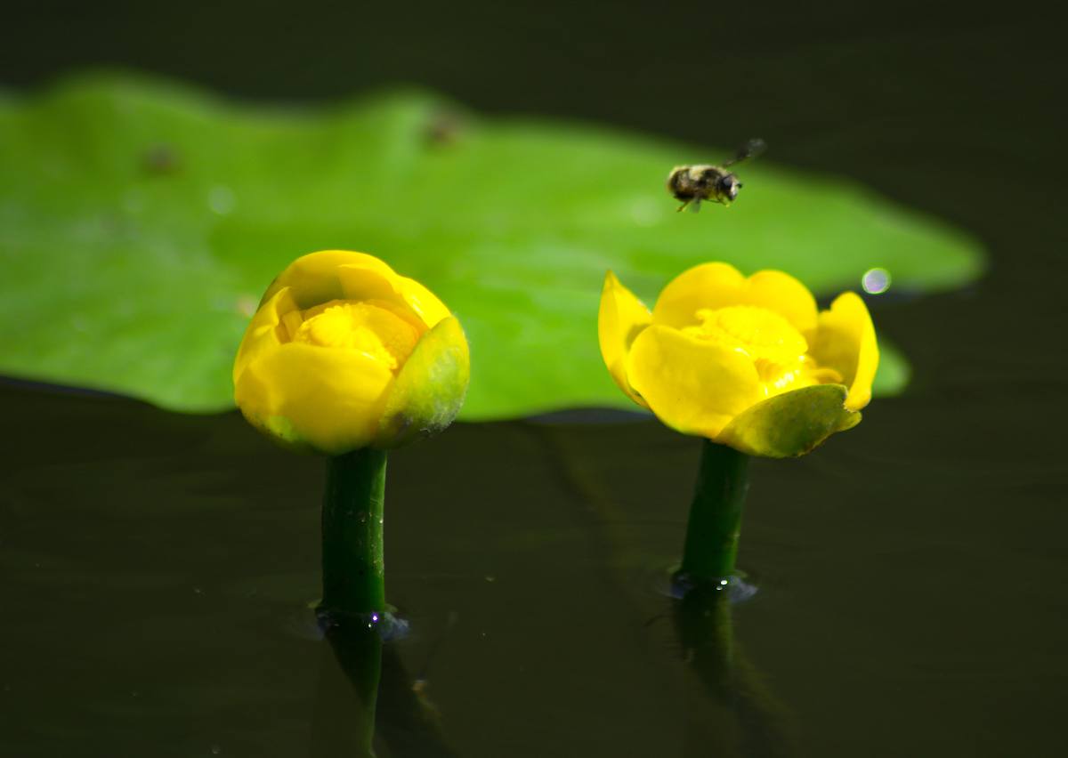 Nuphar lutea - nenuphar jaune