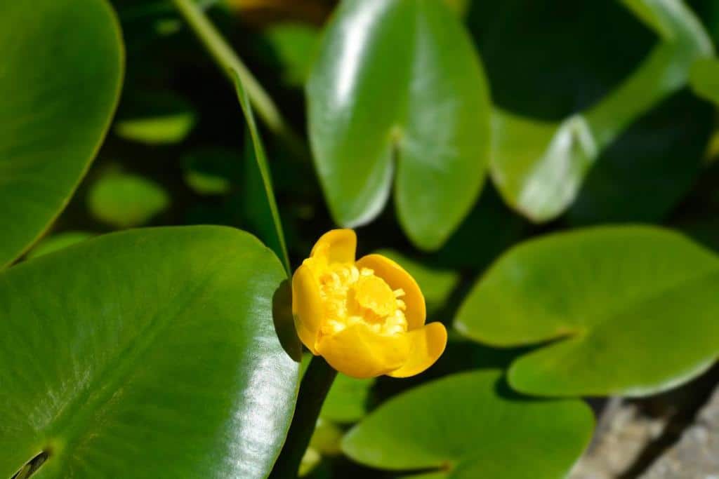 Nuphar pumila - nénuphar nain