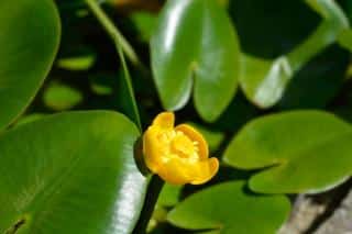 Nuphar pumila - nénuphar nain