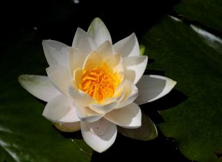 Nymphaea alba - nenuphar blanc