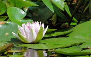 Nymphaea alba - nenuphar blanc en bassin