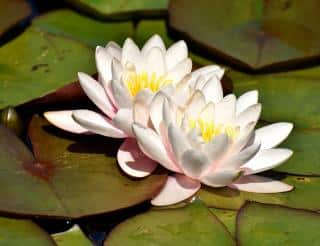 Nymphaea alba - nenuphar blanc en fleur