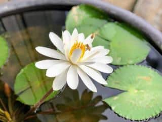 Nymphaea alba - nenuphar blanc plantation