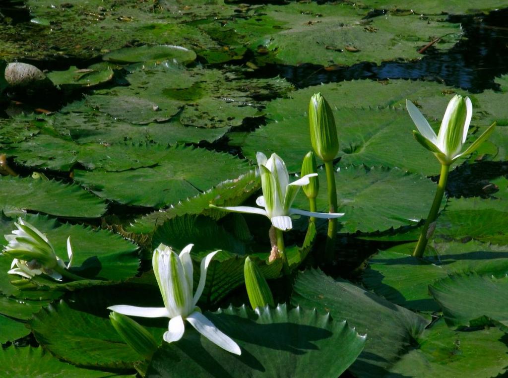 Nymphaea lotus