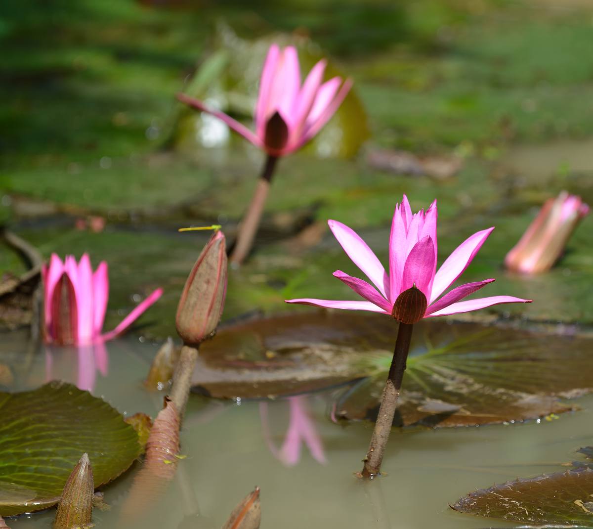 Nymphea Lotus - Joli nénuphar rouge à mettre au centre de l'aquarium