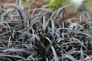 Ophiopogon planiscapus Nigrescens