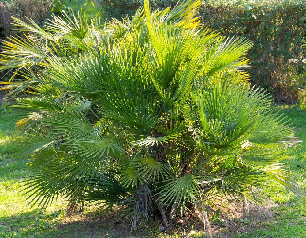 Palmier nain - Chamaerops humilis : Culture et Entretien