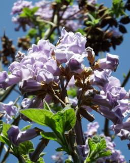 Paulownia