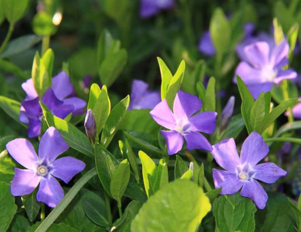 Graines De Fleur Rose Pervenche (Vinca Rosea) + De 100 Graines
