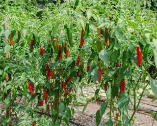 Piment Serrano culture entretien