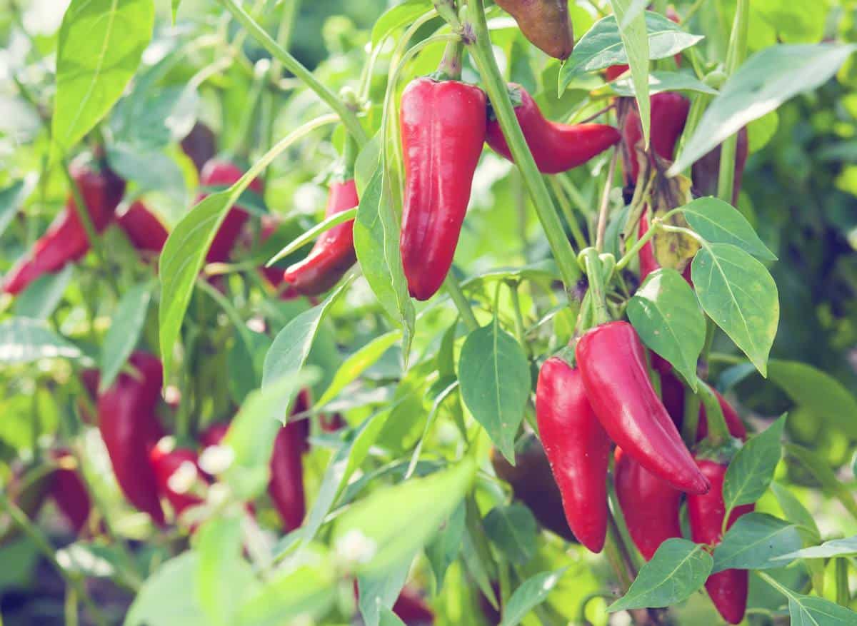 Piment d'Espelette : culture et récolte, utilisation en cuisine