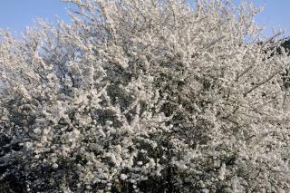 Plantation - Amelanchier canadensis - Amélanchier du Canada - Culture