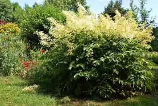 Plantation - Barbe de Bouc - Aruncus dioicus