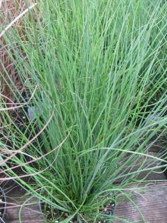 Plantation Juncus effusus - Jonc epars spirale