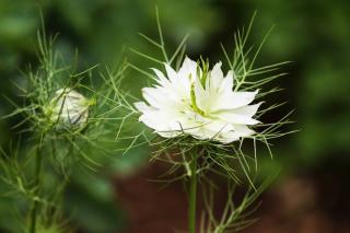 Plantation Nigelle de Damas - Nigella damascena