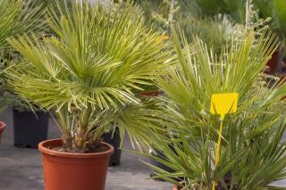 Plantation - Palmier nain - Chamaerops humilis