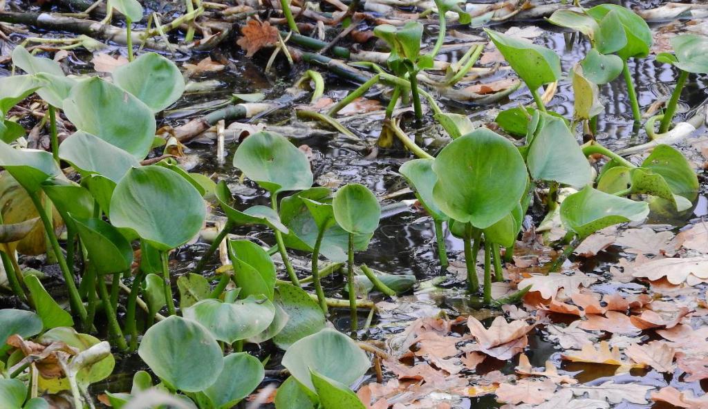 Plantation arum des marais - Calla palustris