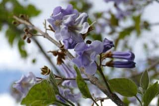 Plantation du Paulownia