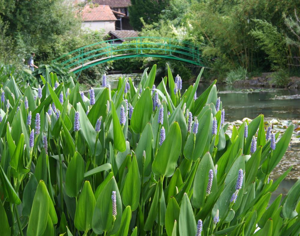 Plante aquatique bleu