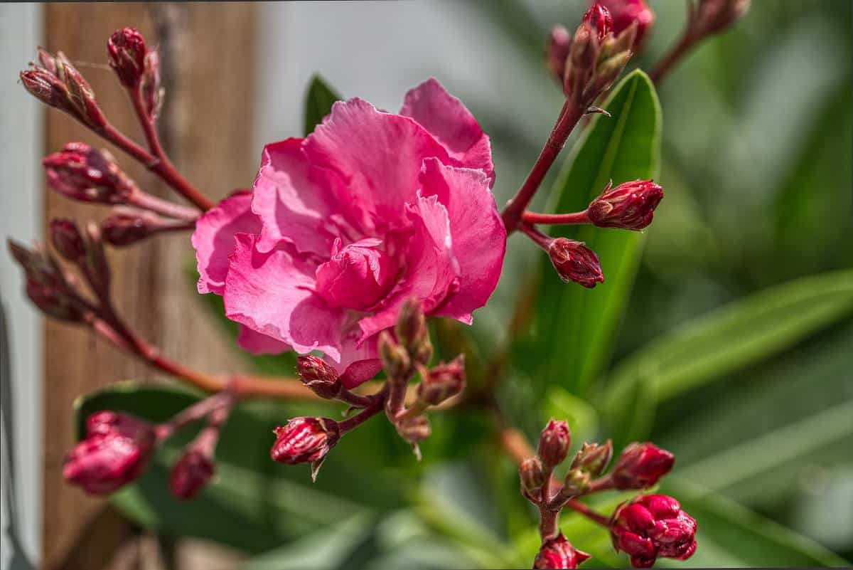 Plantes toxiques