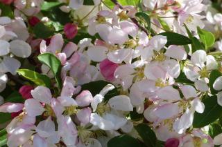 Pommier pleureur - malus pendula