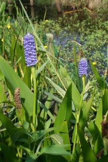 Pontederia cordata