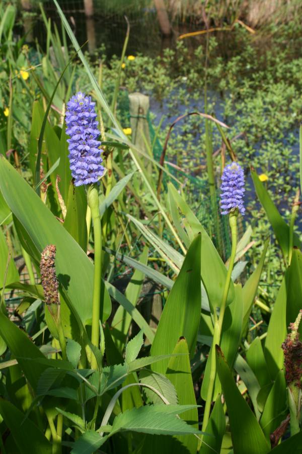 Plantes aquatiques de couleur Bleu pour un miroir azuré
