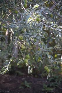 Pyrus salicifolia 'Pendula'