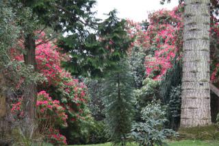 Rhododendron sous conifères