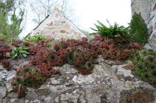 Sempervirum tectorum_Joubarde des toits