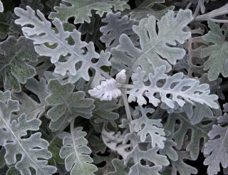 Senecio cineraria - cineraire