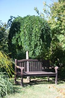 Sophora japonica pendula