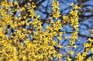 Taille arbuste a fleur printemps