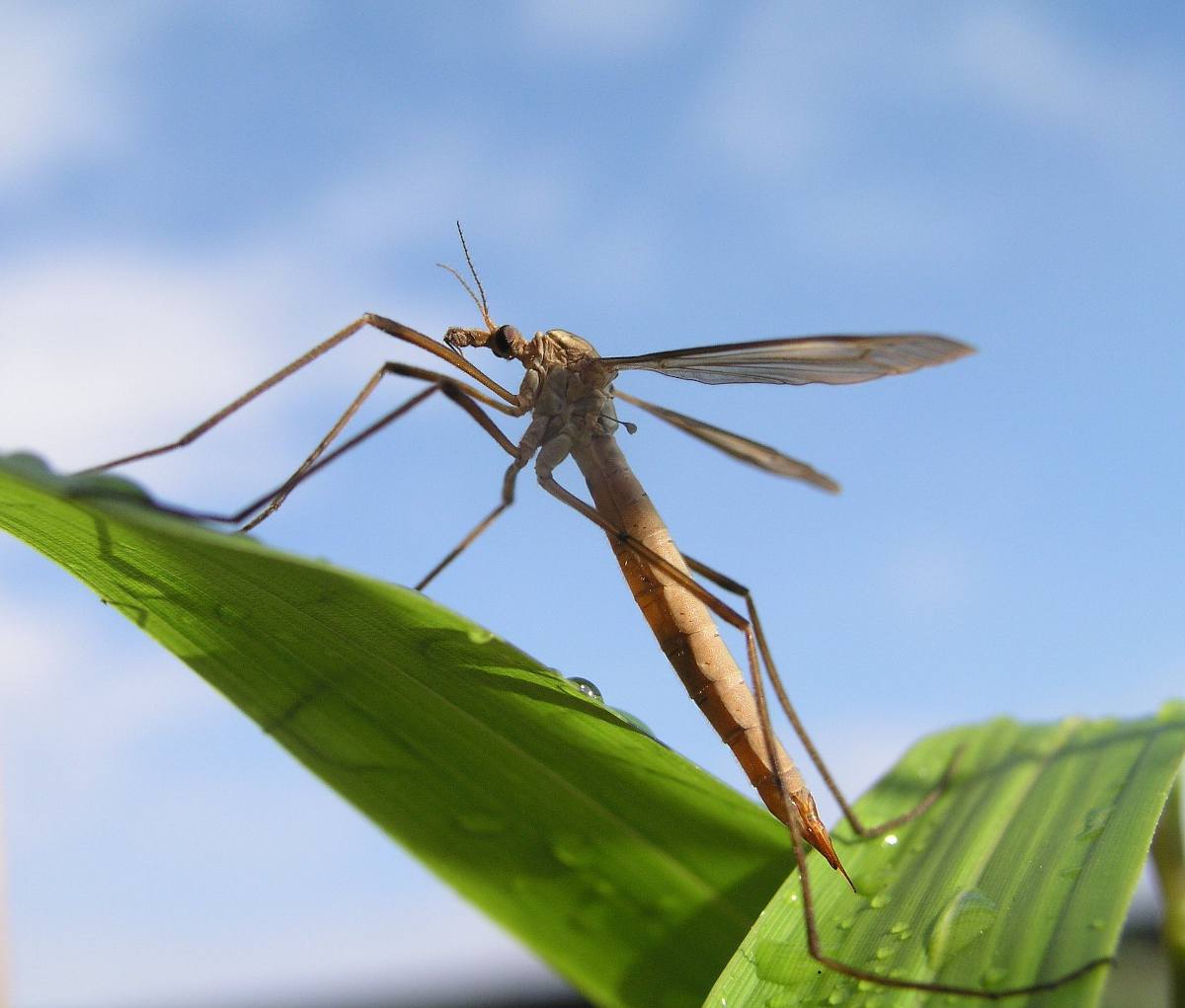 Tipule danger lutte