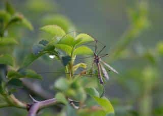 Tipule jardin degat