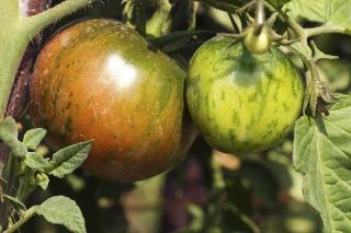 Tomate black zebra