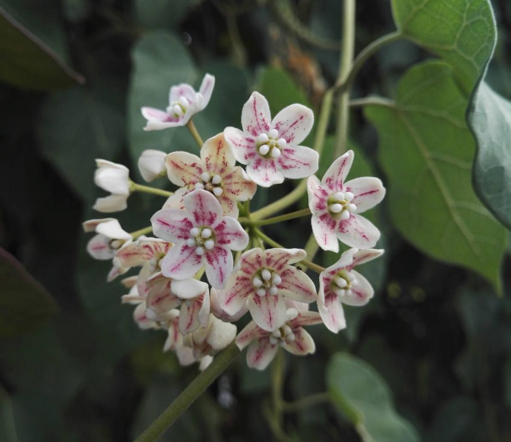 Wattakaka - Dregea sinensis - dregee de chine