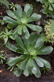 aeonium plantation