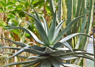 agave