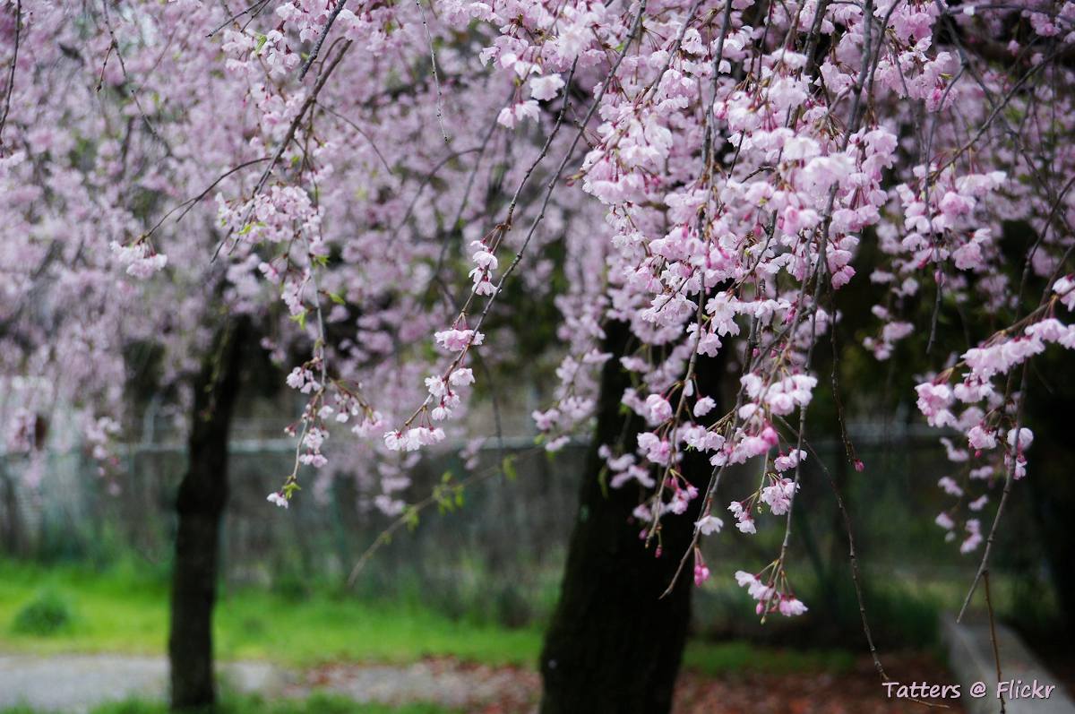 arbre pleureur