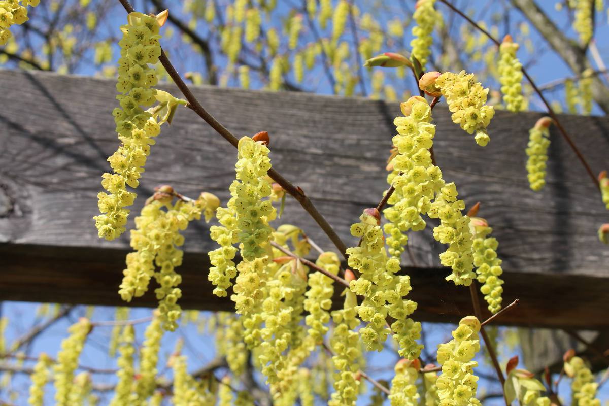 Arbustes à grappes fleuries qui fleurissent au printemps