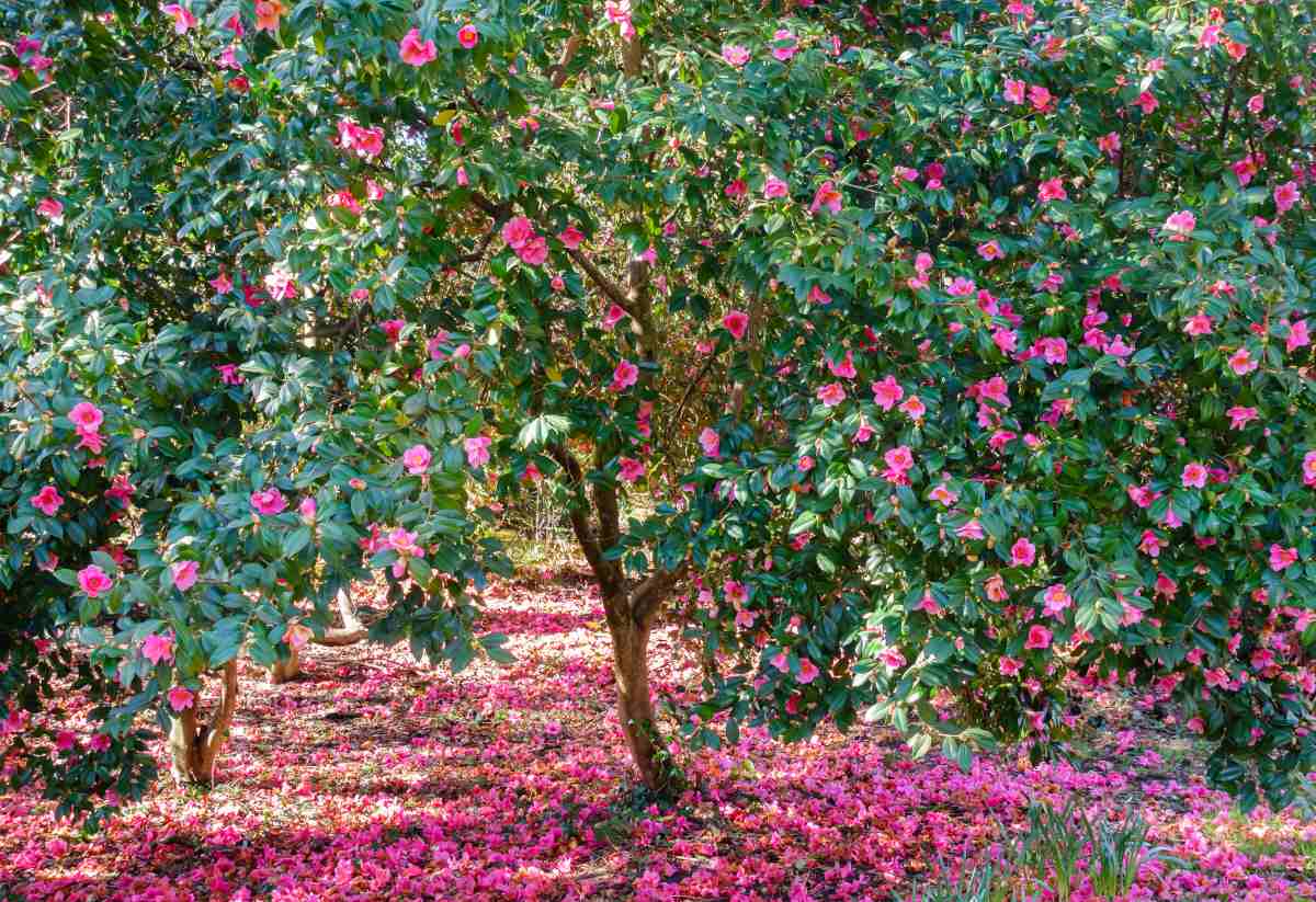 arbuste jardin rose toute l'annee