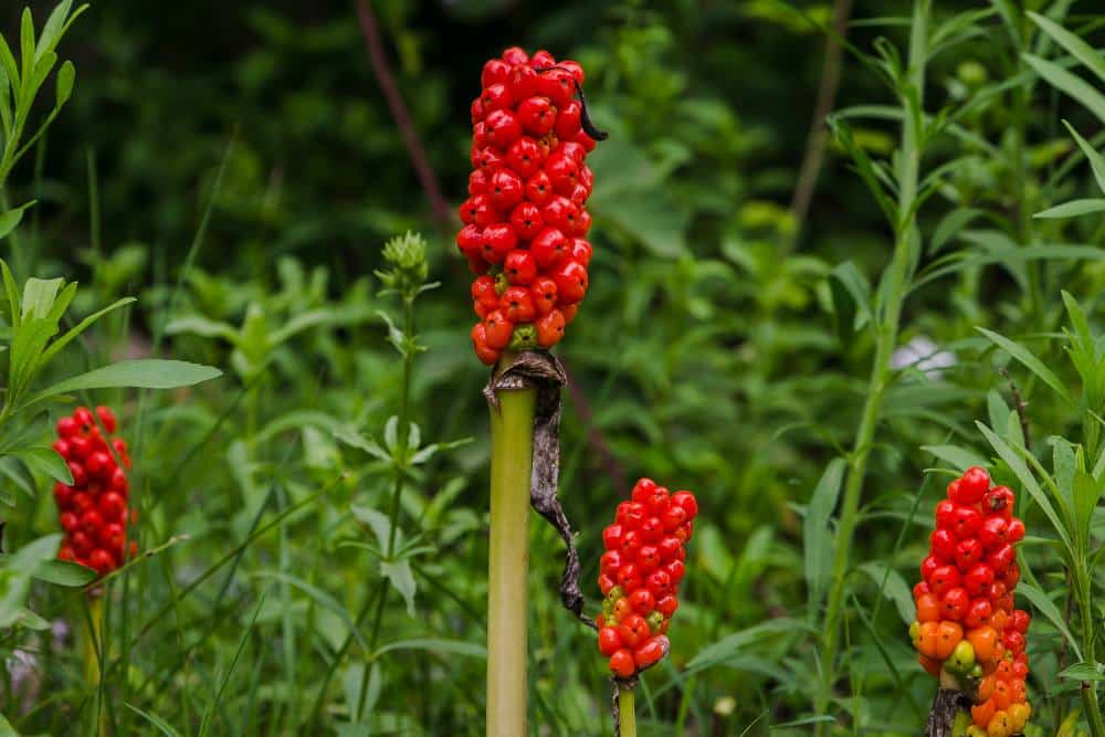 Les principales Plantes Toxiques : législation et mesures d'urgence