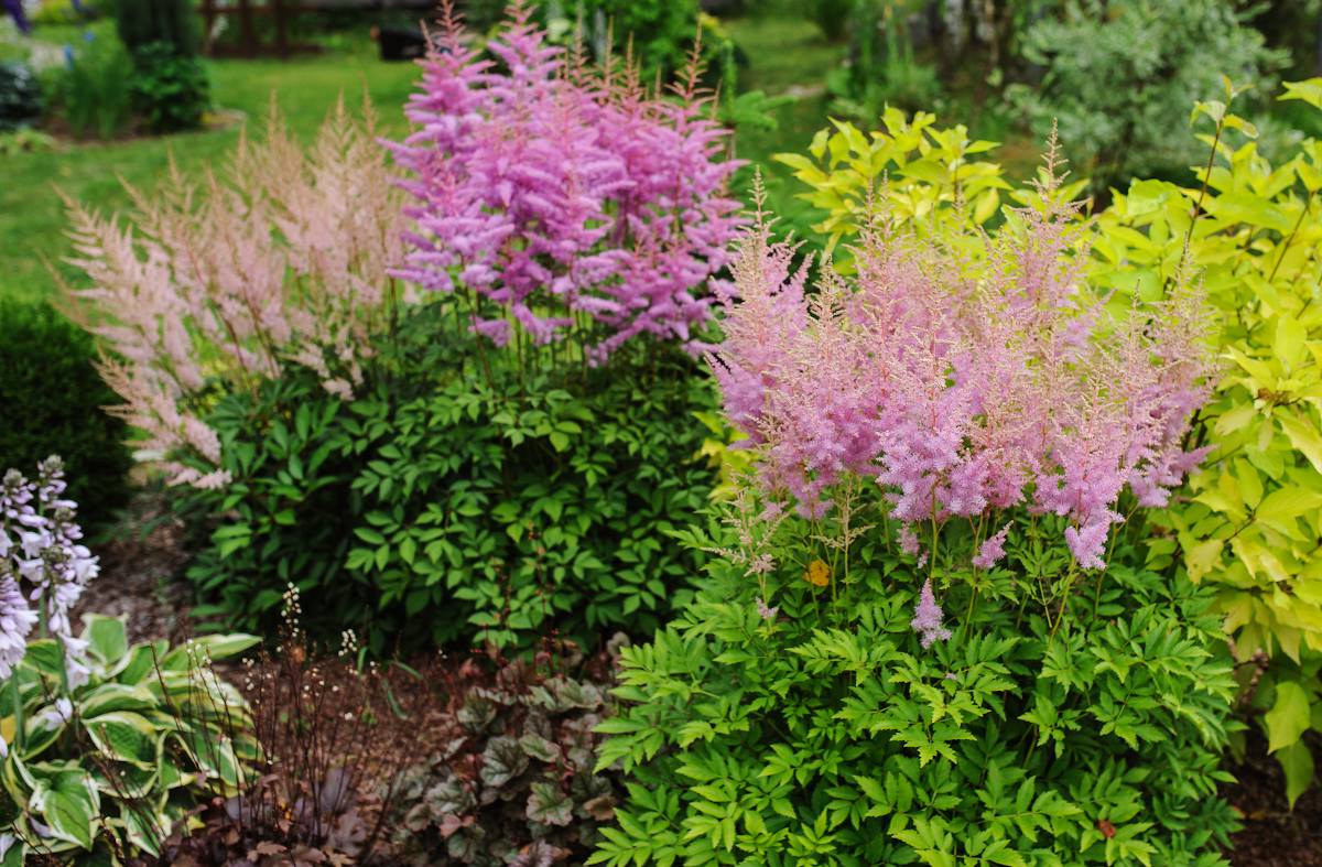 astilbe association