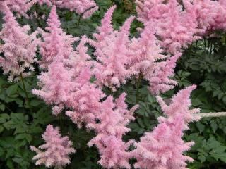 astilbe utilisation massif etang