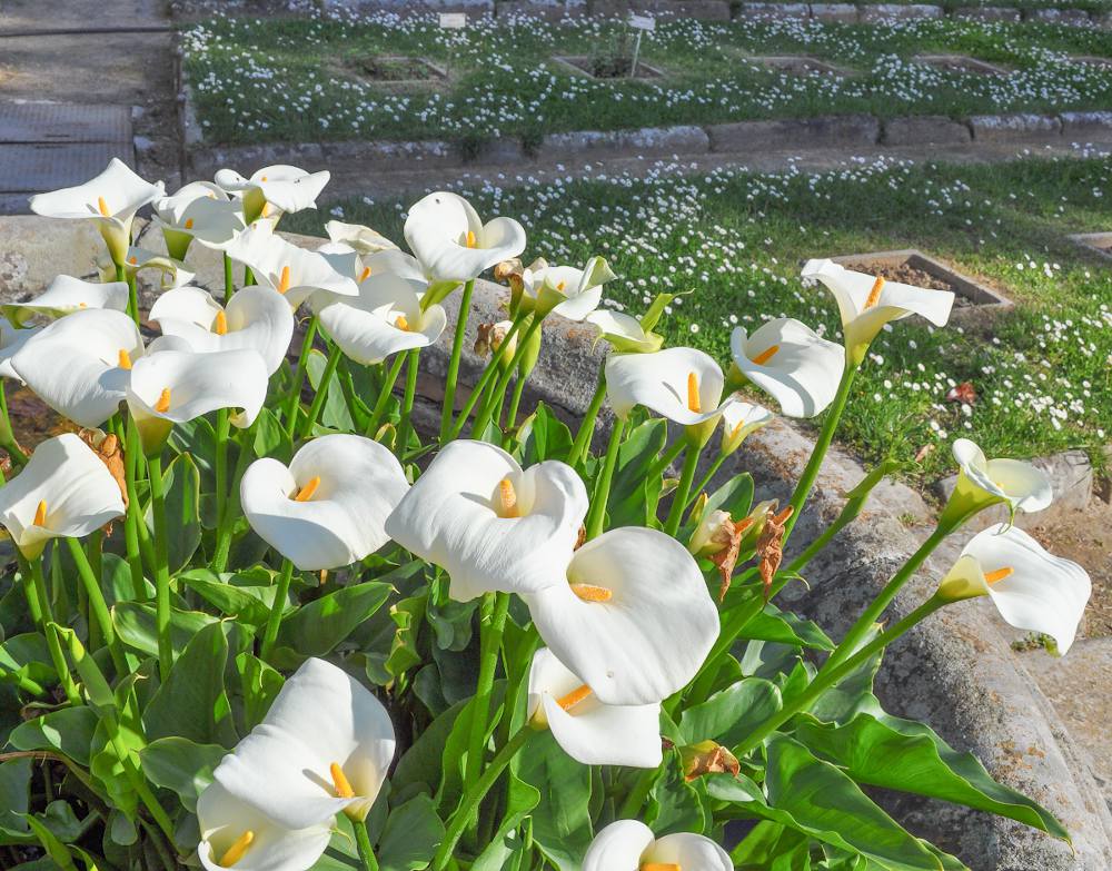 Fleurs de Calla lumineuses