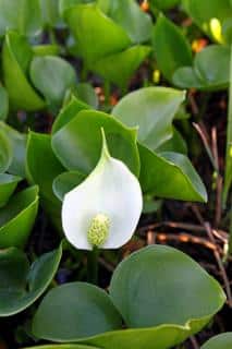 calla palustris marais arum eau