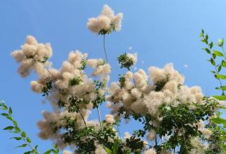 cotinus floraison