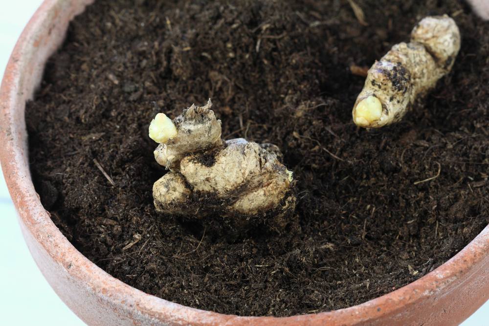 Cultiver, soigner et récolter le gingembre- Promesse de Fleurs