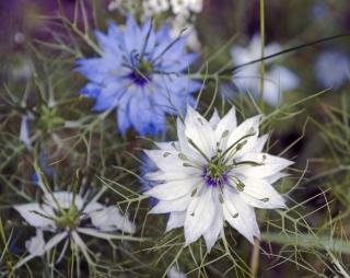 emplacement Nigelle de Damas - Nigella damascena